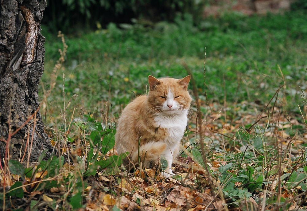 2004-09-18 Gorohovec-1